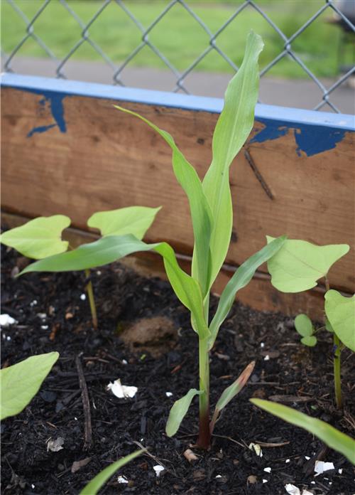 Week 6 Corn 